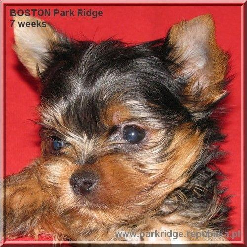 Park Ridge2B-yorki