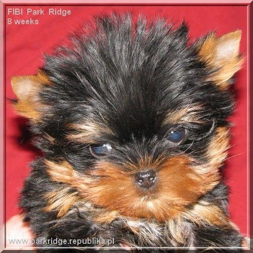 Park Ridge2F-yorki