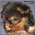 Park Ridge2E-yorki