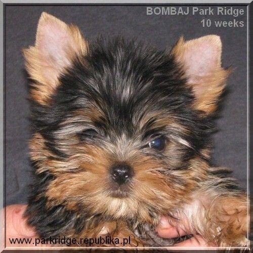 Park Ridge2B-yorki