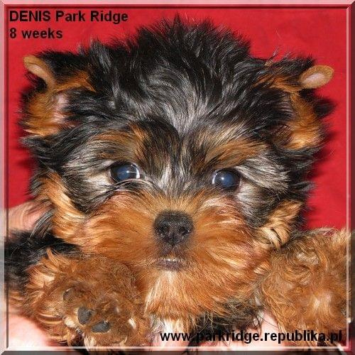 Park Ridge2D-yorki