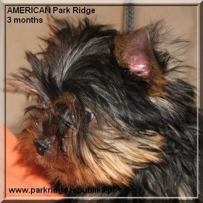 Park Ridge2A-yorki