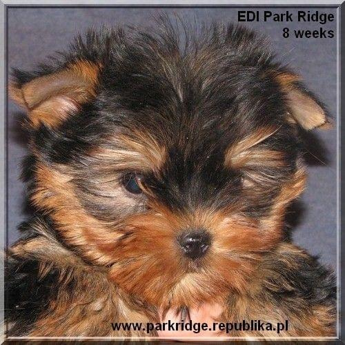 Park Ridge2E-yorki