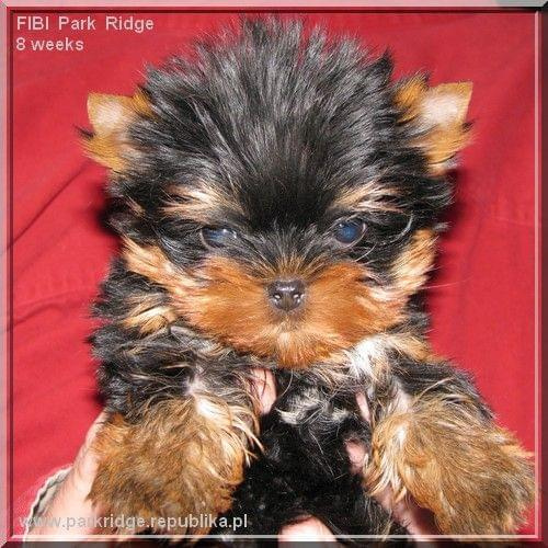 Park Ridge2F-yorki