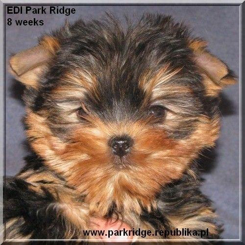 Park Ridge2E-yorki