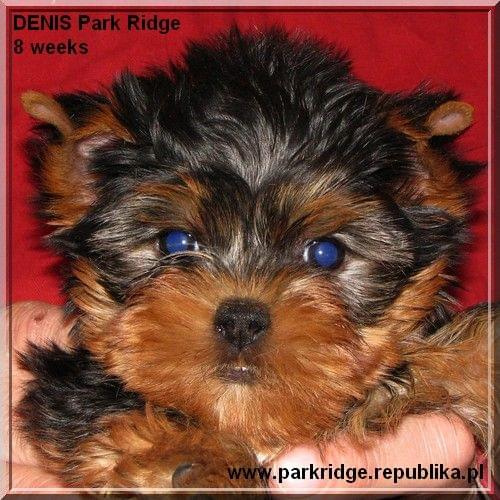 Park Ridge2D-yorki