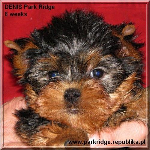 Park Ridge2D-yorki