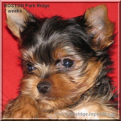 Park Ridge2B-yorki