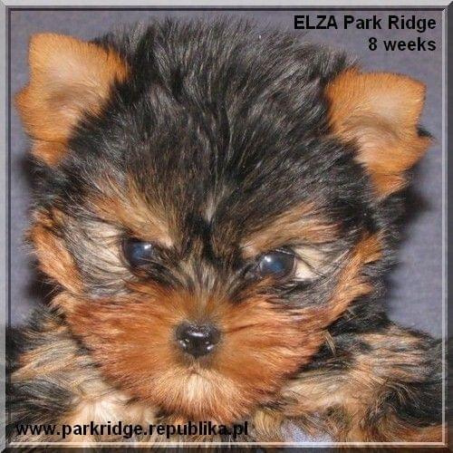 Park Ridge2E-yorki