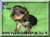 Park RidgeA-yorki