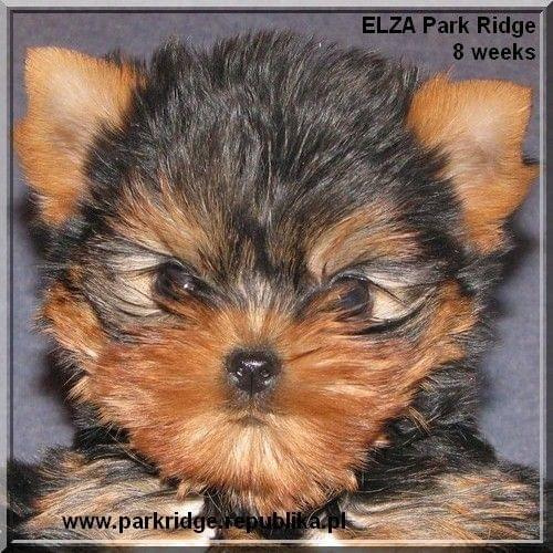 Park Ridge2E-yorki