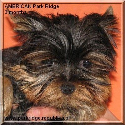 Park Ridge2A-yorki