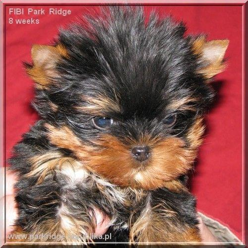 Park Ridge2F-yorki