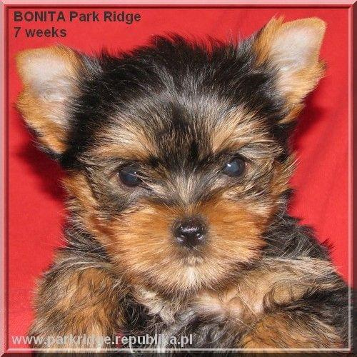 Park Ridge2B-yorki