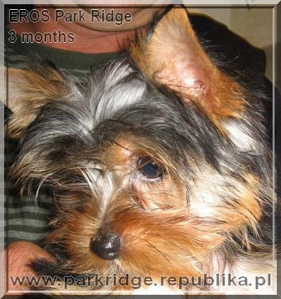 Park RidgeD-yorki