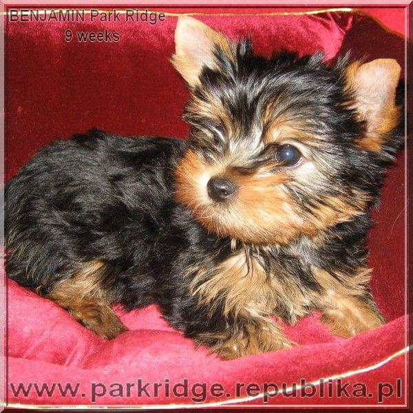 Park RidgeB-yorki