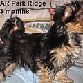 Park RidgeD-yorki