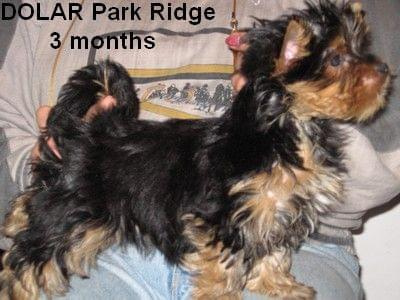 Park RidgeD-yorki