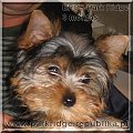 Park RidgeD-yorki