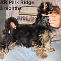 Park RidgeD-yorki