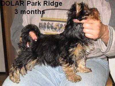 Park RidgeD-yorki