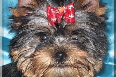 FIRST LADY ZBRZEZNEGO Park Ridge-york #FIRSTLADYZBRZEZNEGOParkRidge #york