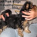 Park RidgeD-yorki