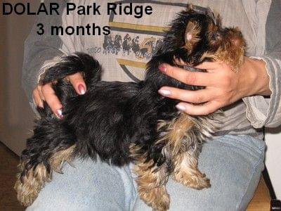 Park RidgeD-yorki