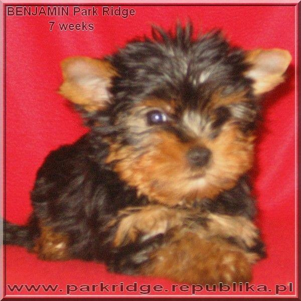 Park RidgeB-yorki