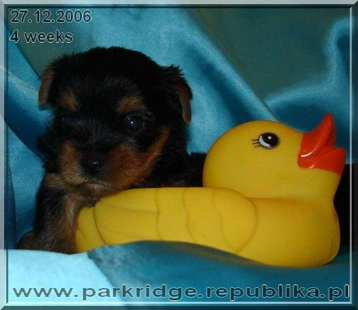 Park RidgeB-yorki