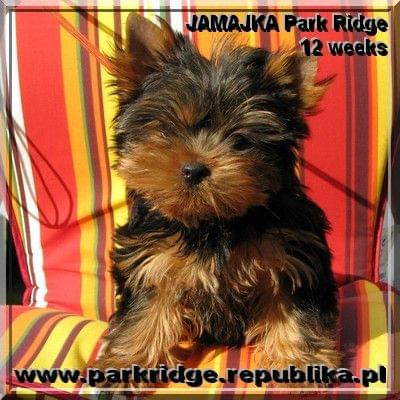 Park Ridge-J,york #york