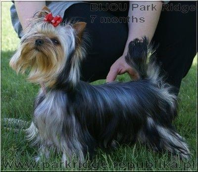 Park RidgeB-yorki