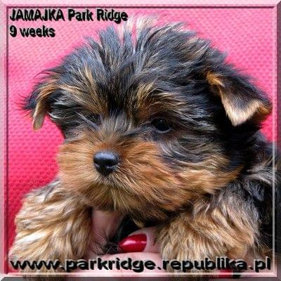 Park Ridge-J,york #york