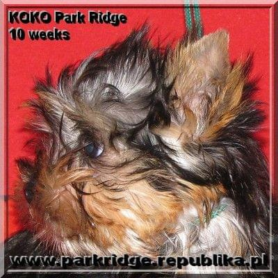 Park Ridge-K,york #york