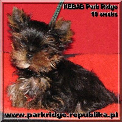 Park Ridge-K,york #york