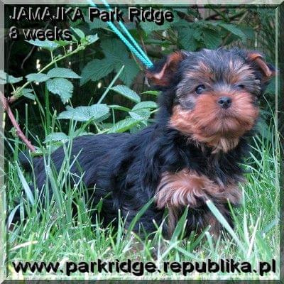 Park Ridge-J,york #york