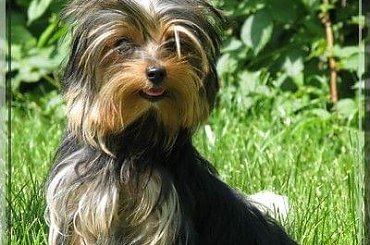 Park Ridge-G,york #york