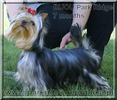 Park RidgeB-yorki