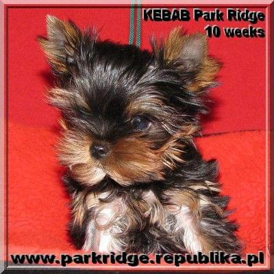 Park Ridge-K,york #york