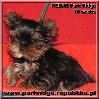 Park Ridge-K,york #york