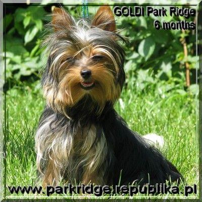 Park Ridge-G,york #york