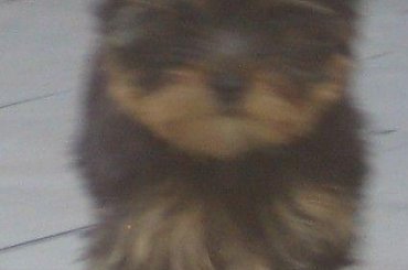 FRANK PIES ZBRZEZNEGO Park Ridge-york #FRANKPIESZBRZEZNEGOParkRidge #york