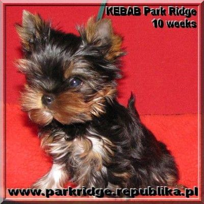 Park Ridge-K,york #york