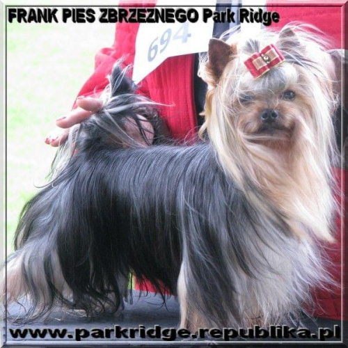 FRANK PIES ZBRZEZNEGO Park Ridge-york #FRANKPIESZBRZEZNEGOParkRidge #york