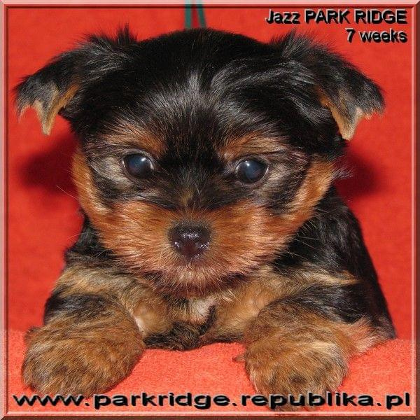 Park Ridge-J,york #york