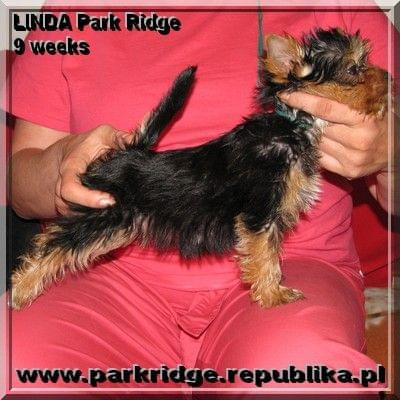 Park Ridge-L,york #york