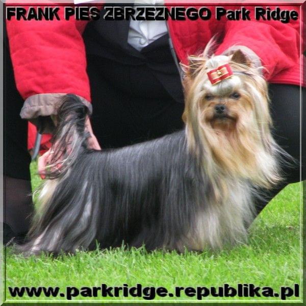 FRANK PIES ZBRZEZNEGO Park Ridge-york #FRANKPIESZBRZEZNEGOParkRidge #york