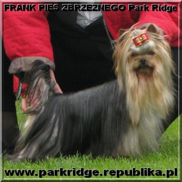 FRANK PIES ZBRZEZNEGO Park Ridge-york #FRANKPIESZBRZEZNEGOParkRidge #york