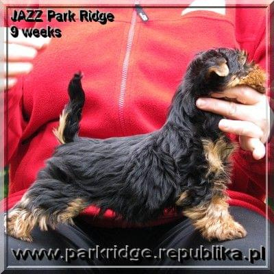 Park Ridge-J,york #york