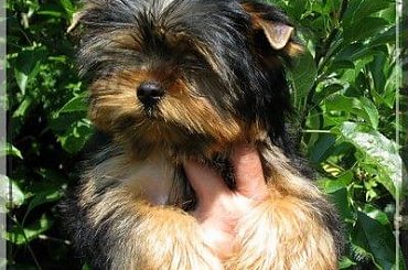 Park Ridge-J,york #york